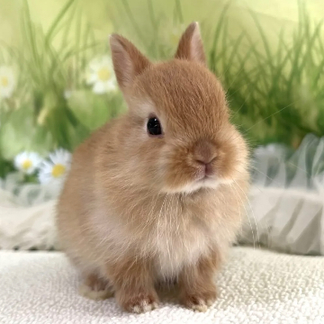 animal_image