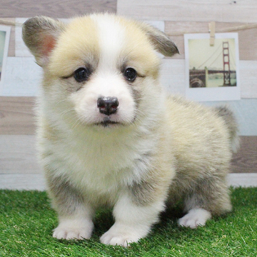 animal_image