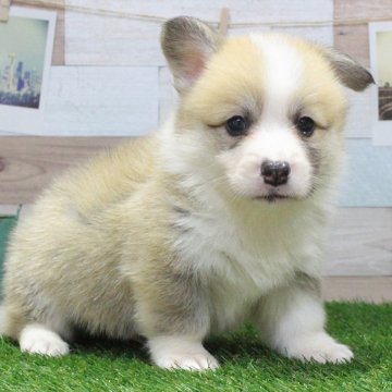 animal_image