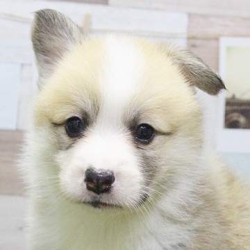 animal_image