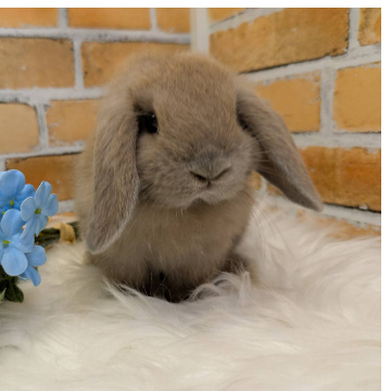 animal_image