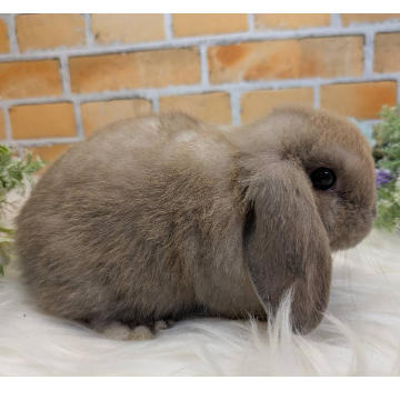 animal_image
