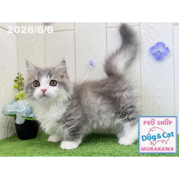 animal_image