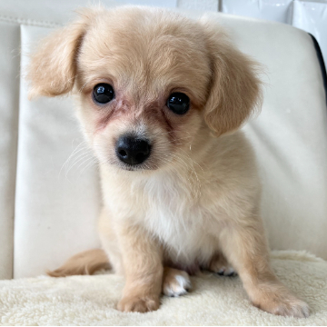 animal_image