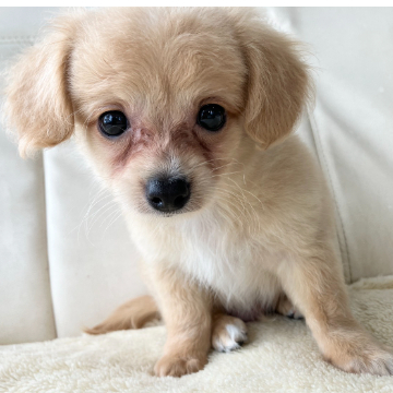 animal_image