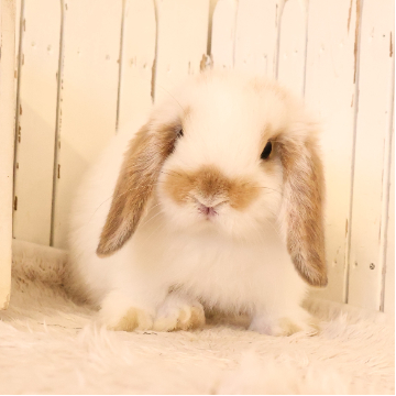 animal_image