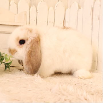animal_image