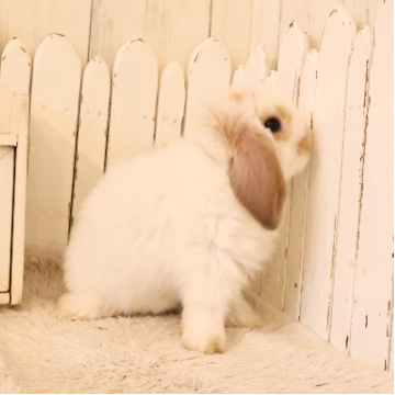 animal_image