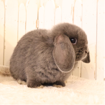 animal_image