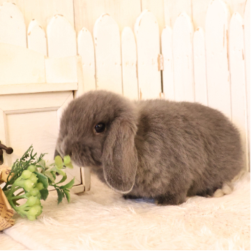 animal_image
