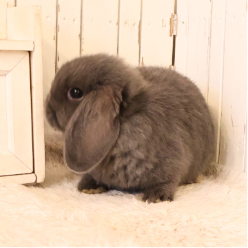 animal_image
