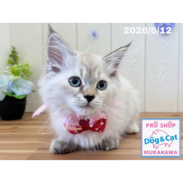 animal_image