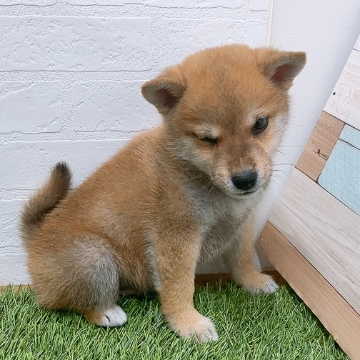 animal_image