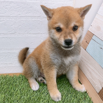 animal_image