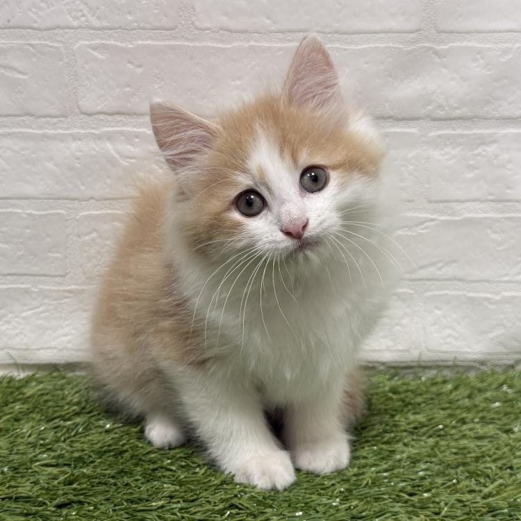 animal_image