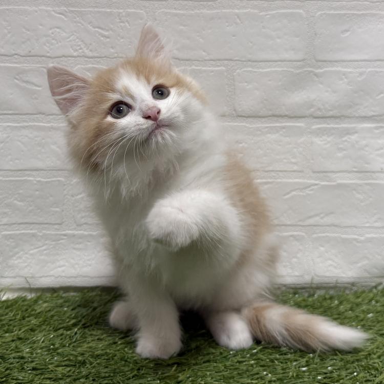 animal_image
