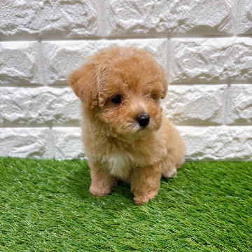 animal_image