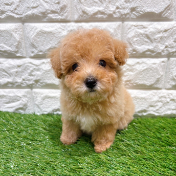 animal_image