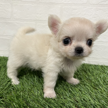 animal_image
