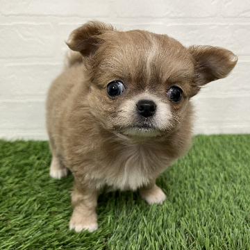 animal_image