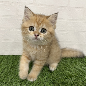 animal_image