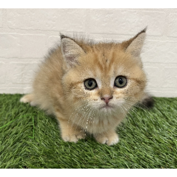 animal_image