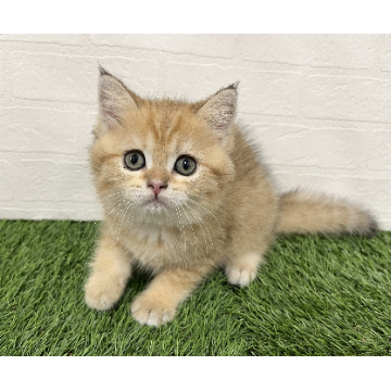 animal_image