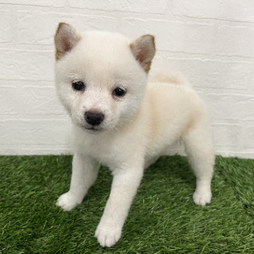 animal_image