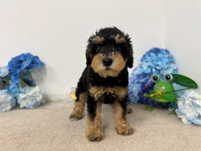 animal_image