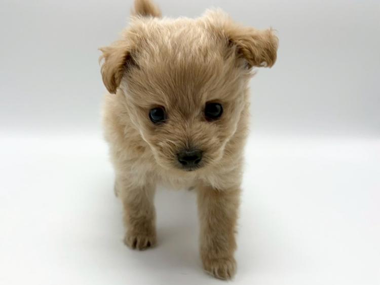 animal_image