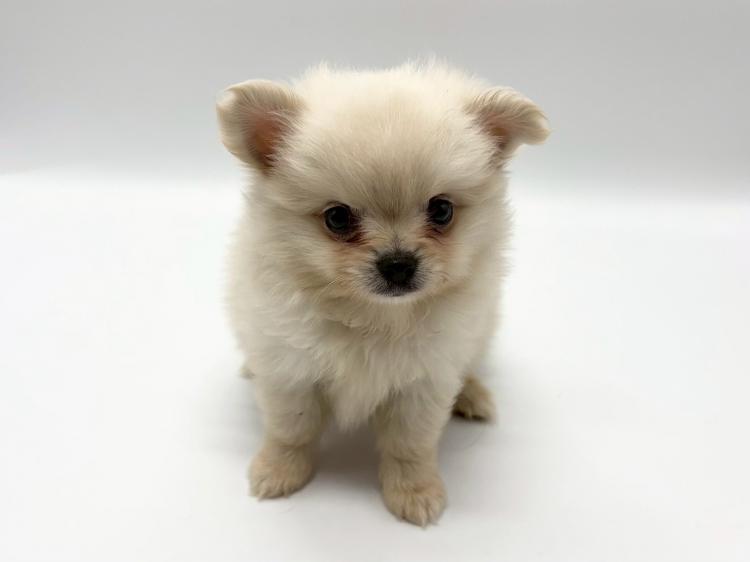 animal_image
