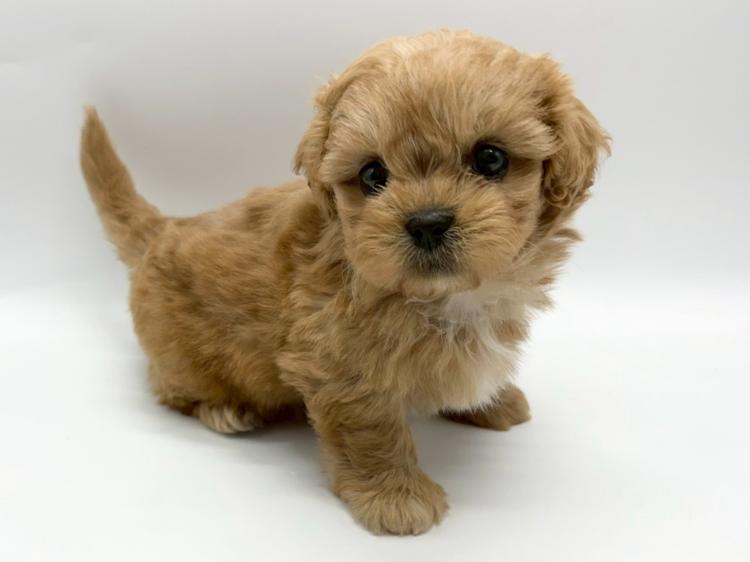 animal_image