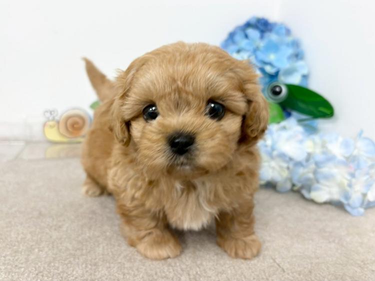 animal_image