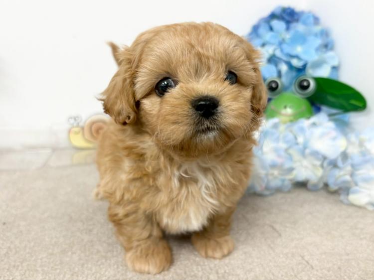 animal_image