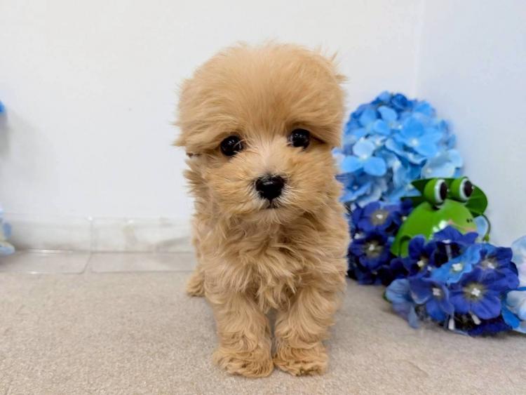 animal_image