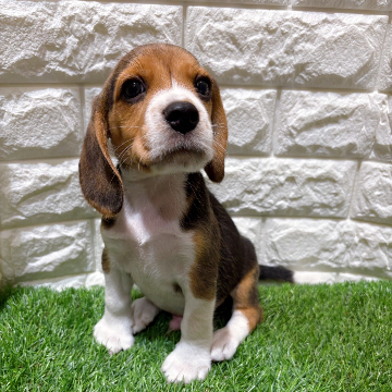 animal_image