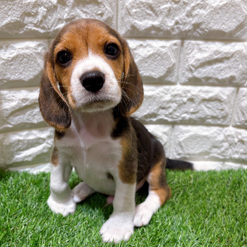 animal_image
