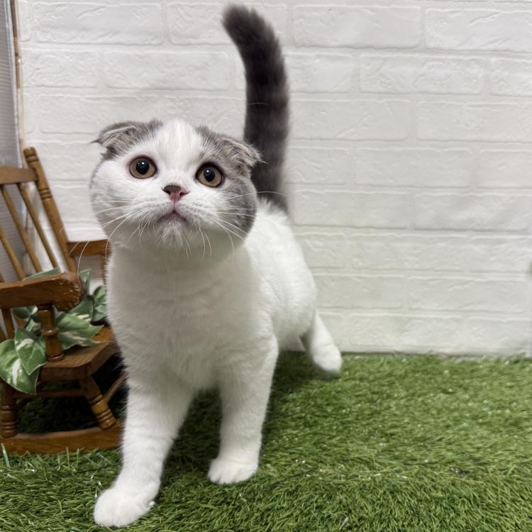 animal_image