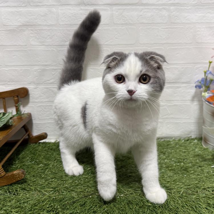 animal_image