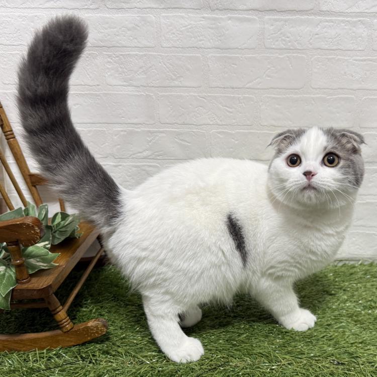 animal_image