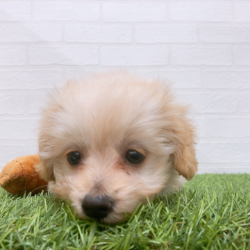 animal_image