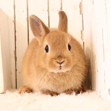 animal_image