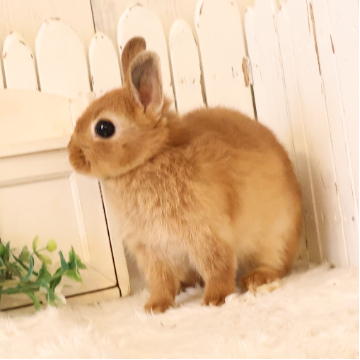animal_image
