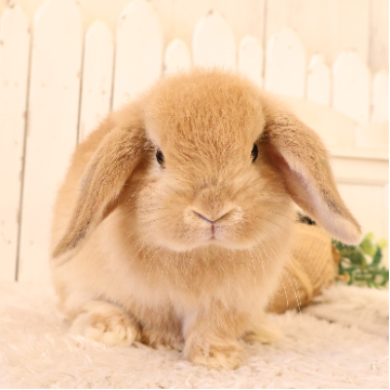 animal_image