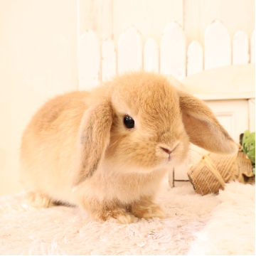 animal_image