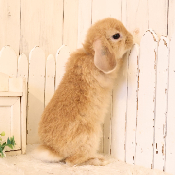animal_image
