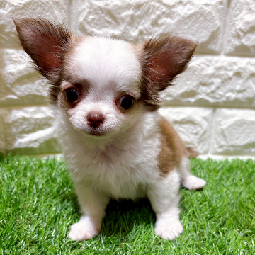 animal_image