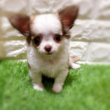 animal_image