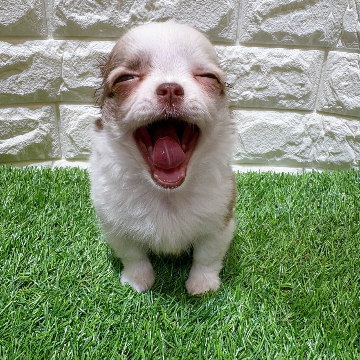 animal_image