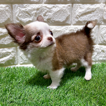animal_image